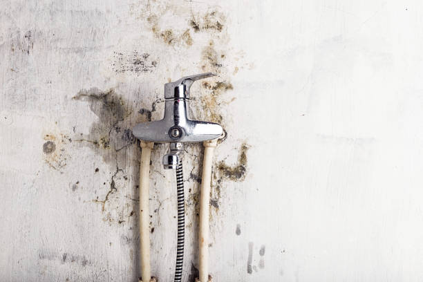 Best Industrial Mold Remediation in Parkland, FL