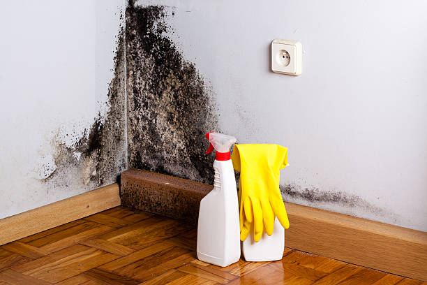 Best Residential Mold Remediation in Parkland, FL