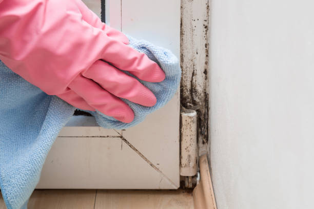 Best Industrial Mold Remediation in Parkland, FL